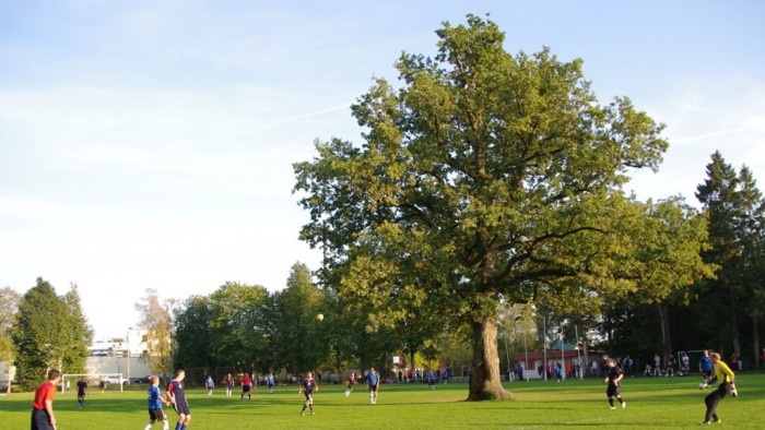 Roble de Orissaare - Hemisferio Boreal
